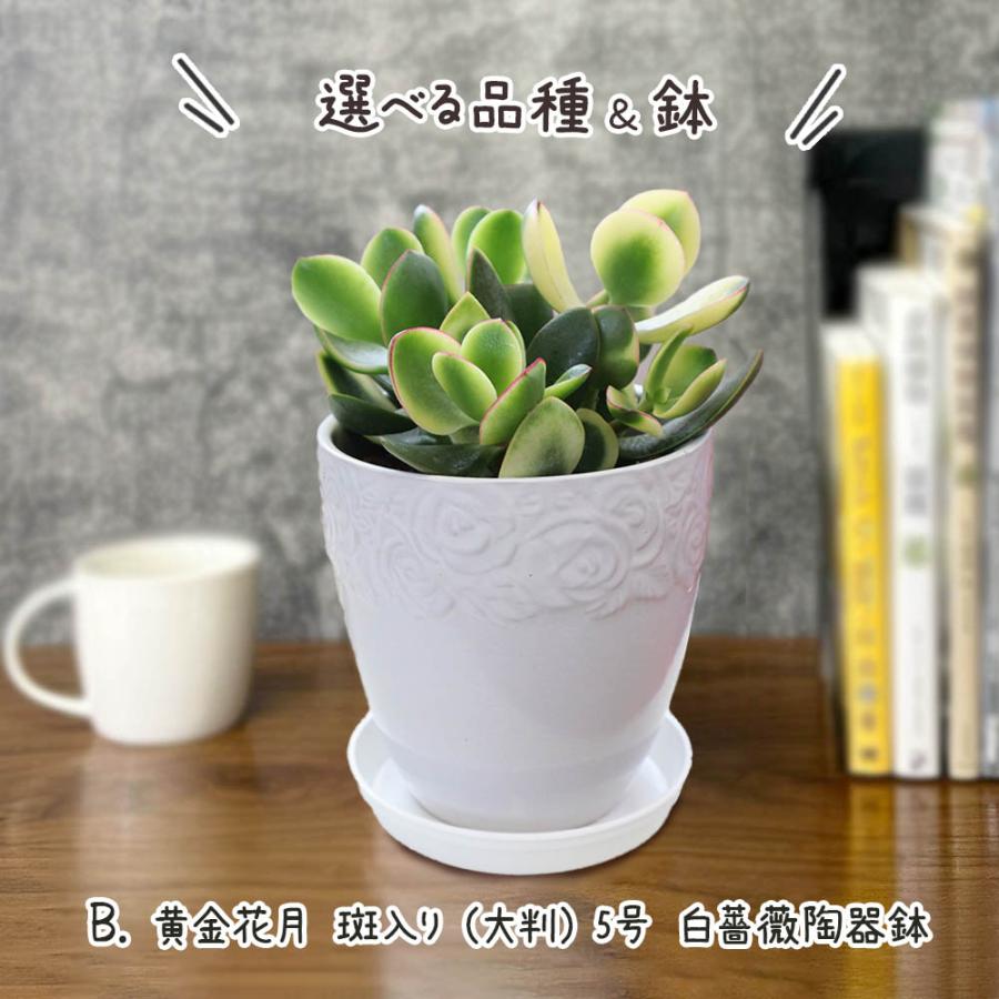 観葉植物 種類 室内 金のなる木 斑入り 白プラスチック鉢 4号 黄金花月
