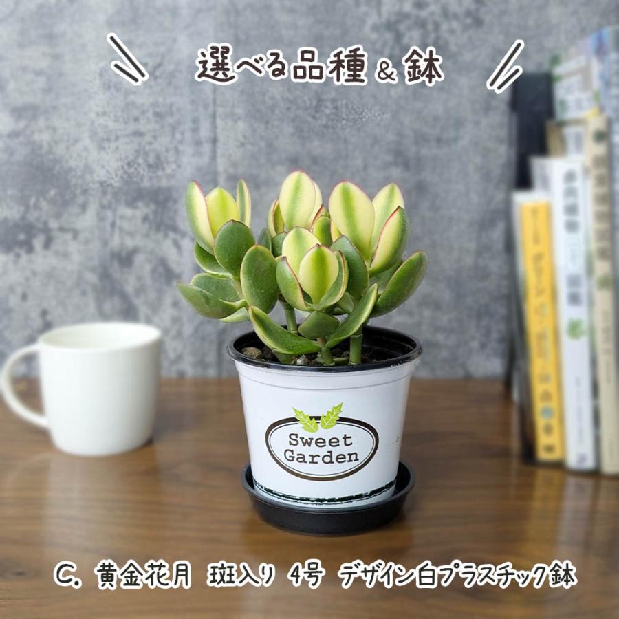 観葉植物 種類 室内 金のなる木 斑入り 白プラスチック鉢 4号 黄金花月