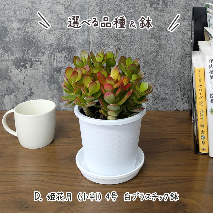Okabe green 多肉植物 花月種類 観葉植物 種類 室内 金のなる木 斑入り