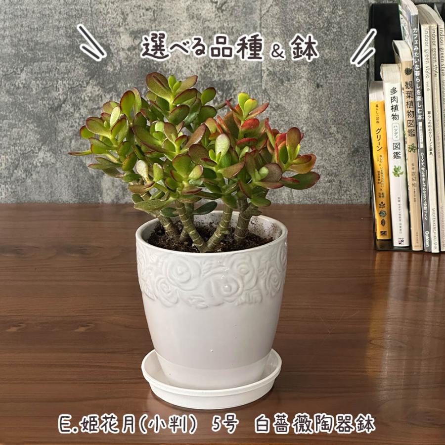 観葉植物 種類 室内 金のなる木 斑入り 白プラスチック鉢 4号 黄金花月