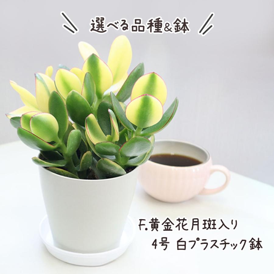 観葉植物 種類 室内 金のなる木 斑入り 白プラスチック鉢 4号 黄金花月