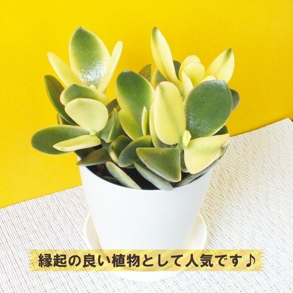 金のなる木 斑入り 成金草 花月 多肉植物 プラスチック鉢 4号 観葉植物 おしゃれ お祝い プレゼント ギフト風水 種類一覧 鉢植え 母の日 Kn 254 1 Okabe Green 通販 Yahoo ショッピング