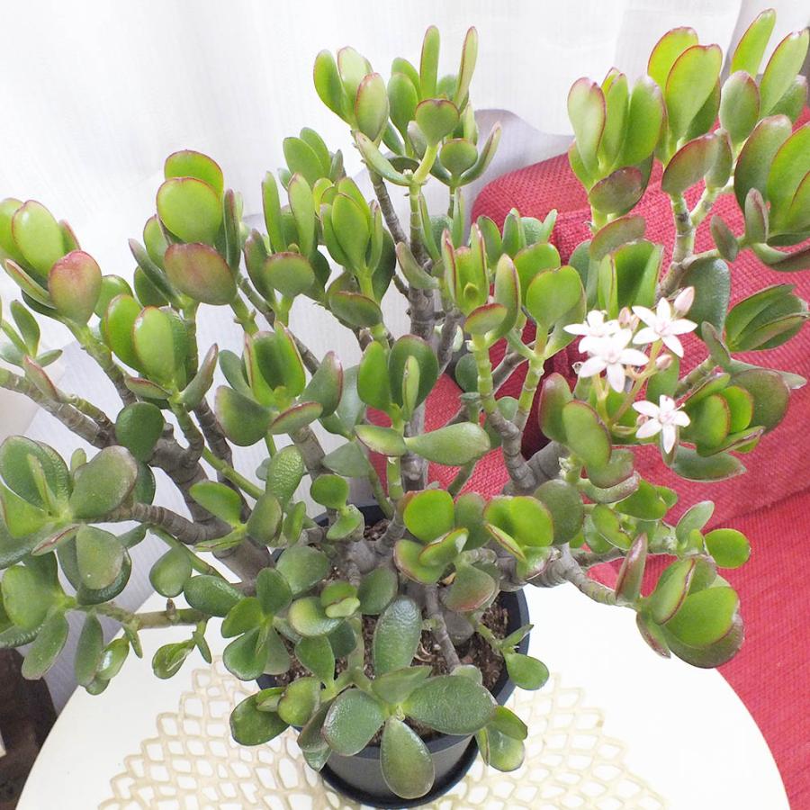 観葉植物 種類 室内 金のなる木 5号 黒プラスチック鉢 成金草 花月