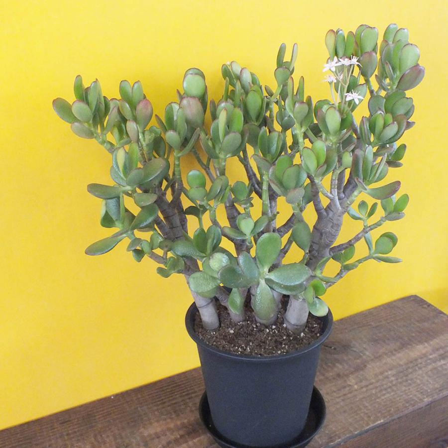 金のなる木 6号 白プラスチック鉢 受皿付 成金草 花月 多肉植物 観葉植物 おしゃれ お祝い プレゼント ギフト 風水 種類一覧 鉢植え Kn 254 Okabe Green Jewery Plant 通販 Yahoo ショッピング