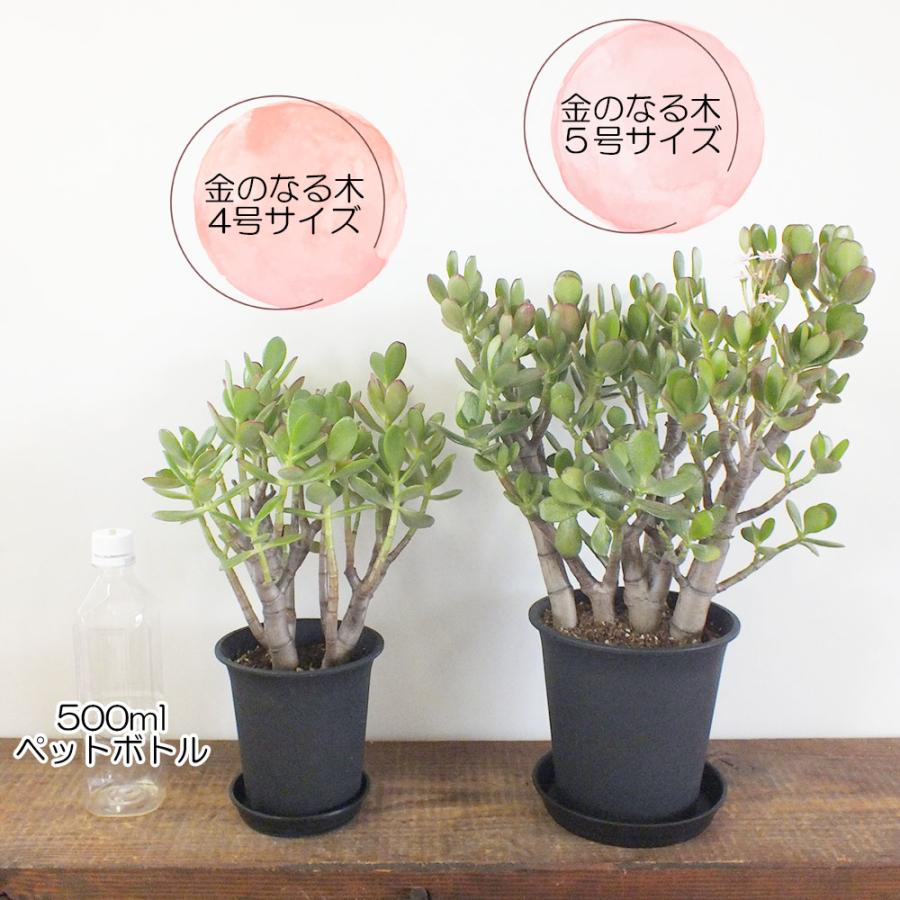 観葉植物 種類 室内 金のなる木 5号 黒プラスチック鉢 成金草 花月