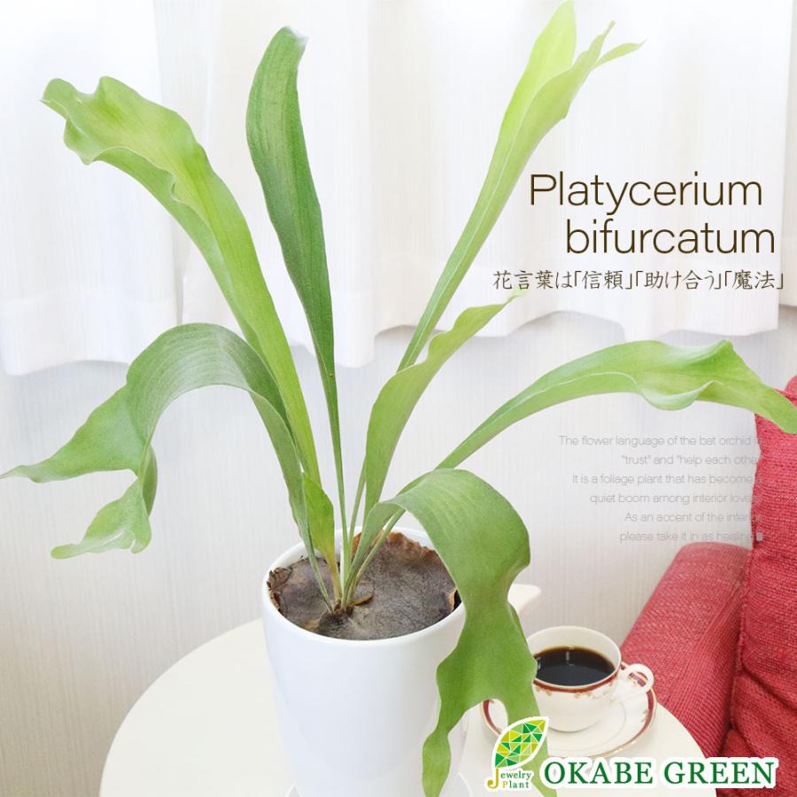 観葉植物 種類 室内 コウモリラン ビカクシダ 6号 白陶器鉢 受皿付 