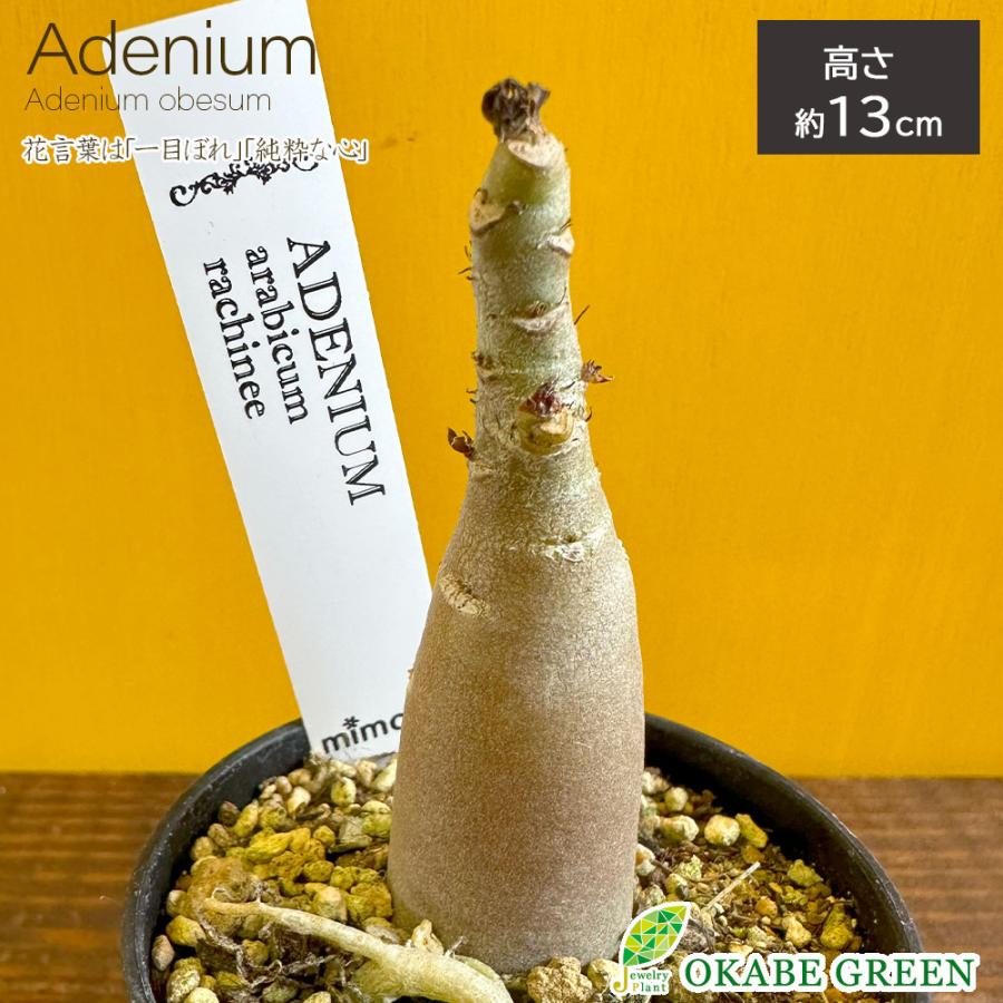 シダ シルバーレディー他ご注文分 Www Rascalhouse Com