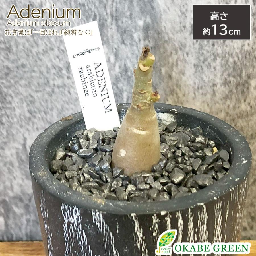 観葉植物 アデニウム アラビカム ラシニー 選べる樹形 【現品 観葉植物 アデニウム アラビカム ラシニー 選べる樹形 【現品