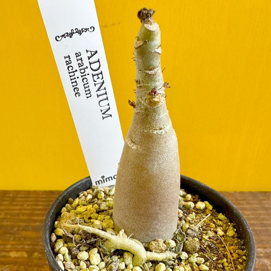 観葉植物 アデニウム アラビカム ラシニー 選べる樹形 【現品 観葉植物 アデニウム アラビカム ラシニー 選べる樹形 【現品