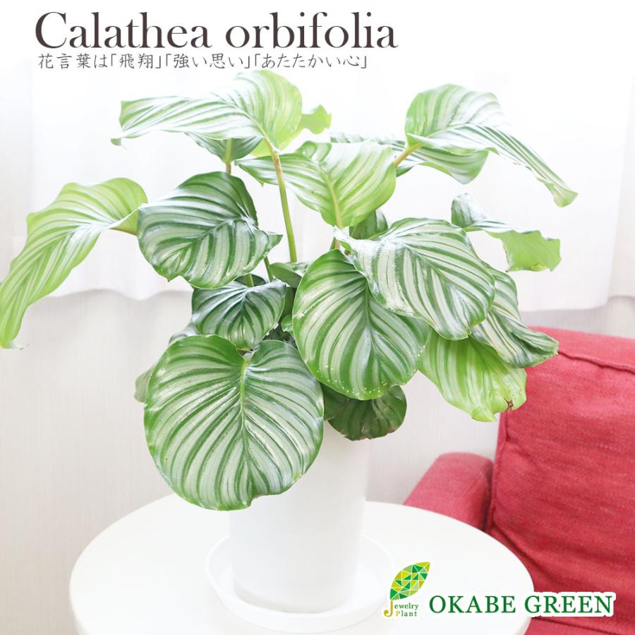 観葉植物 おしゃれ 大型 種類 室内 カラテア オルビフォリア 7号 白