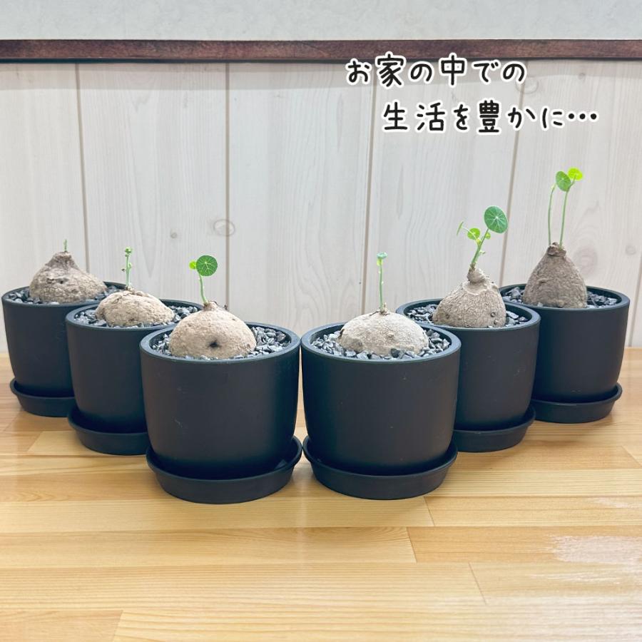 希少品種 観葉植物 ステファニア エレクタ 選べる樹形 現品 3号 黒