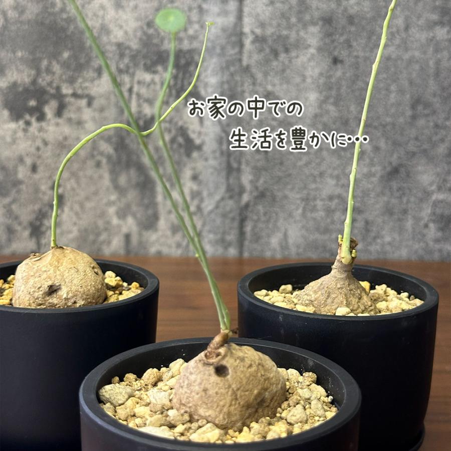 希少品種 観葉植物 お中元 ステファニア エレクタ 選べる樹形 現品 3.5