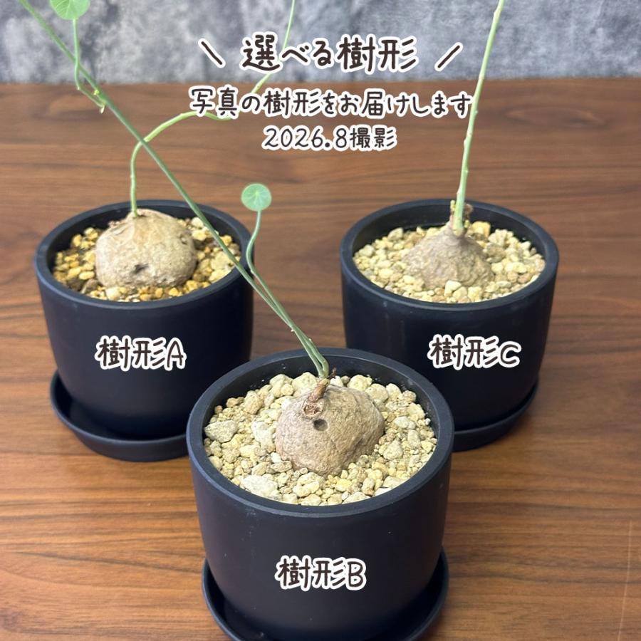 希少品種 観葉植物 お中元 ステファニア エレクタ 選べる樹形 現品 3.5