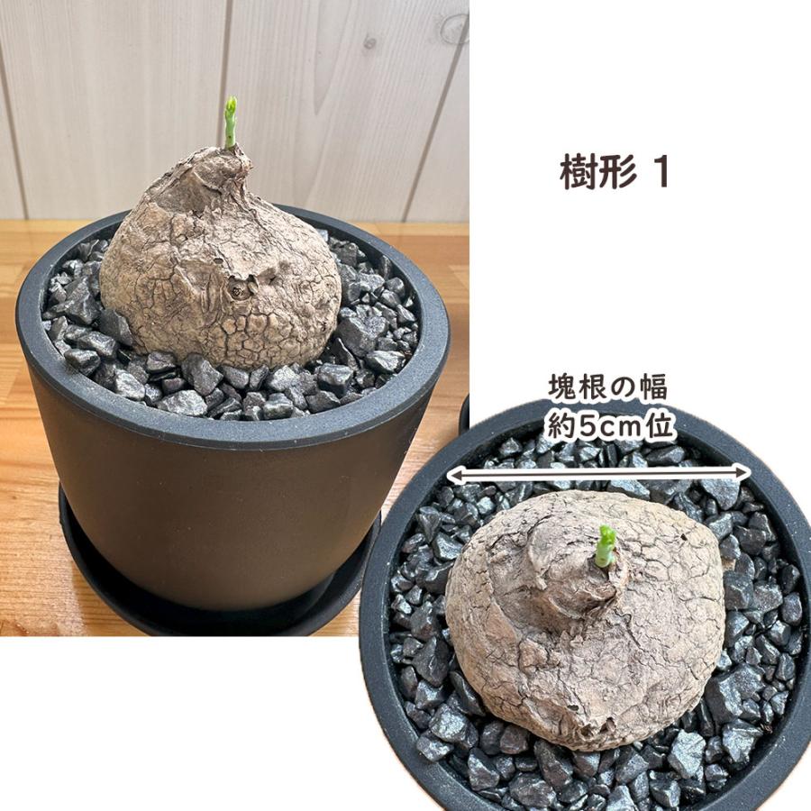希少品種 観葉植物 ステファニア エレクタ 選べる樹形 現品 3号 黒