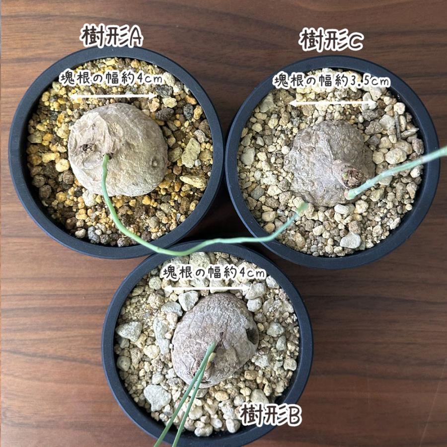 希少品種 観葉植物 お中元 ステファニア エレクタ 選べる樹形 現品 3.5