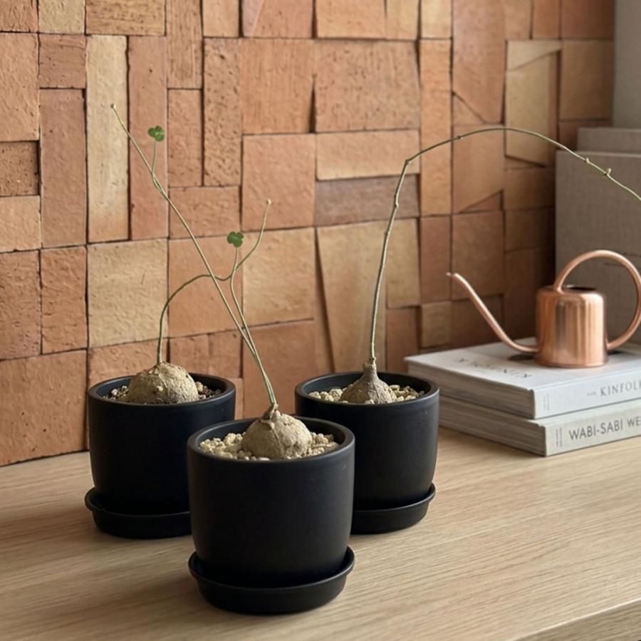 希少品種 観葉植物 お中元 ステファニア エレクタ 選べる樹形 現品 3.5