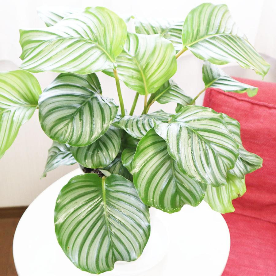観葉植物 おしゃれ 大型 種類 室内 カラテア オルビフォリア 7号 白