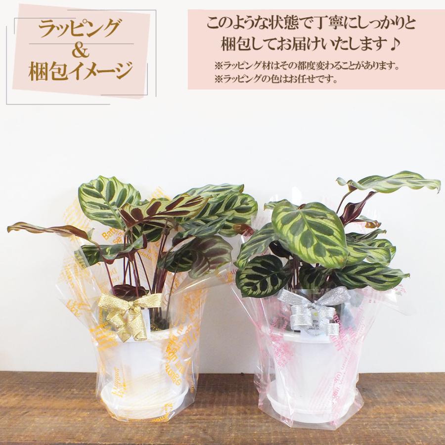 観葉植物 種類 室内 カラテア マコヤナ 4号 白プラスチック鉢 水苔で植えてます 受皿付 和名ゴシキヤバネショウ おしゃれ 贈り物 送料無料 [白3]｜okabegreen｜08