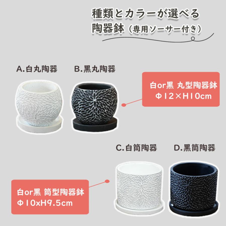 選べる品種 観葉植物 おしゃれ カラテア ミックス 4号 選べる陶器鉢