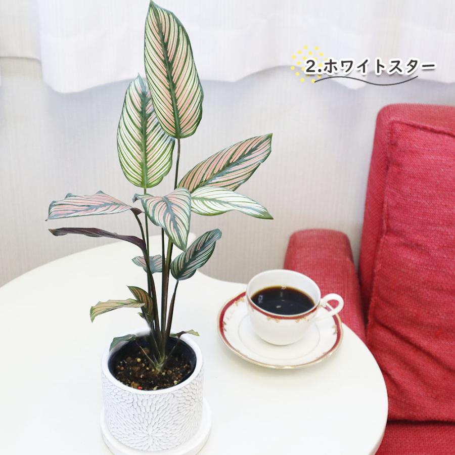 選べる品種 観葉植物 おしゃれ カラテア ミックス 4号 選べる陶器鉢