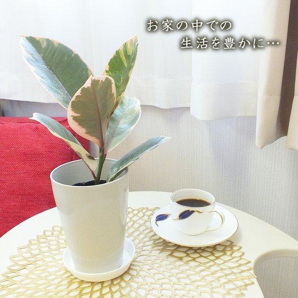 クラシック ゴムの木 インドゴム 4号 選べる種類 木チップ 白プラスチック鉢 観葉植物 おしゃれ お祝い プレゼント ギフト 風水 種類一覧 母の日 Wantannas Go Id