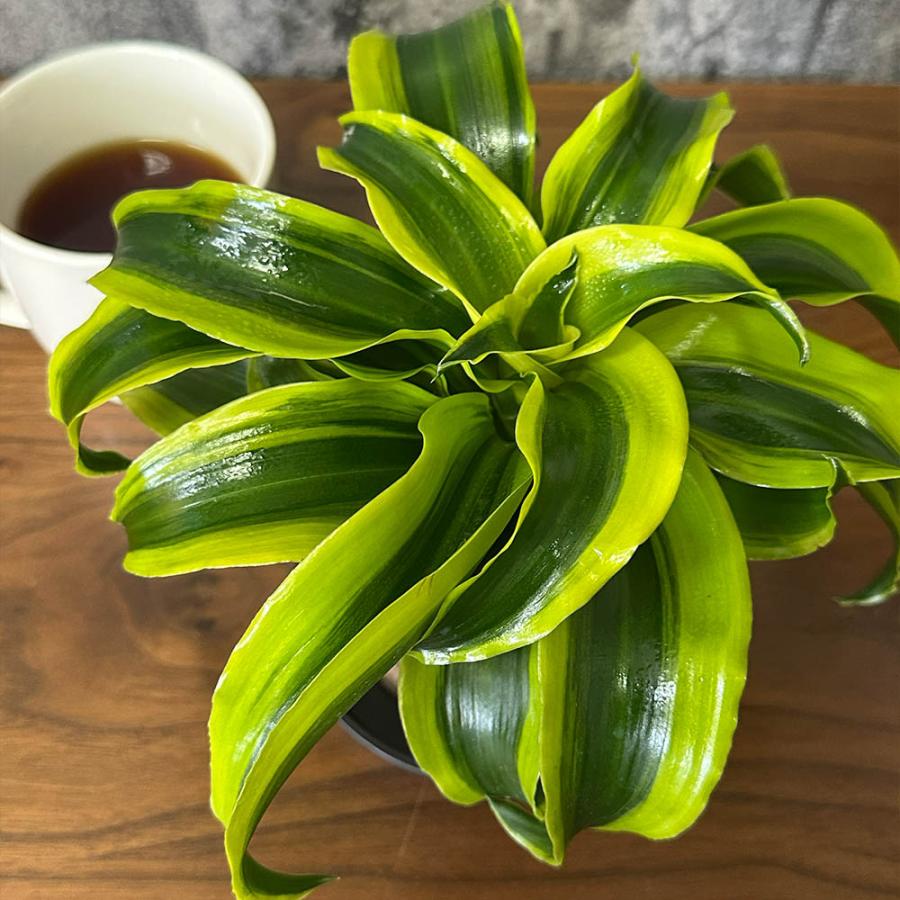 観葉植物 種類 室内 ドラセナ トルネード 3.5号 プラ鉢 鉢皿付