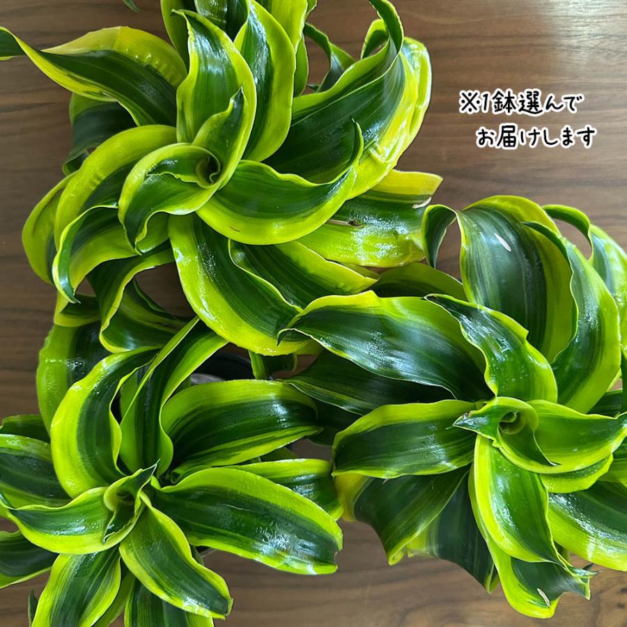 母の日 ギフト プレゼント 観葉植物 種類 室内 ドラセナ トルネード