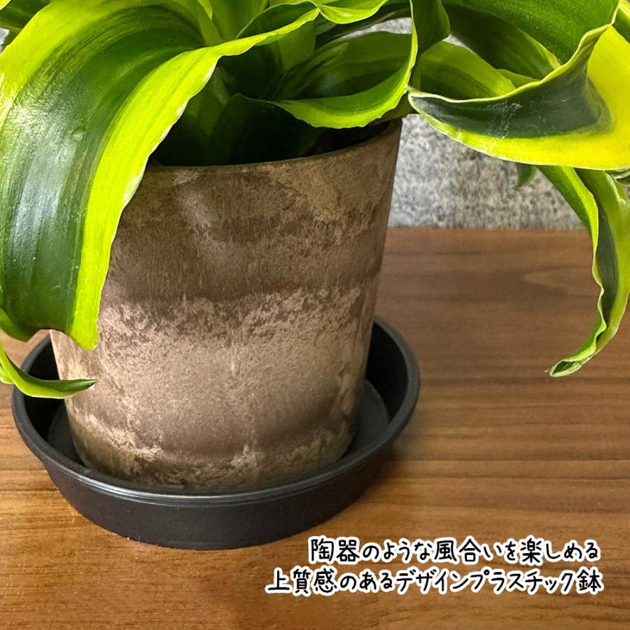 観葉植物 種類 室内 ドラセナ トルネード 3.5号 プラ鉢 鉢皿付