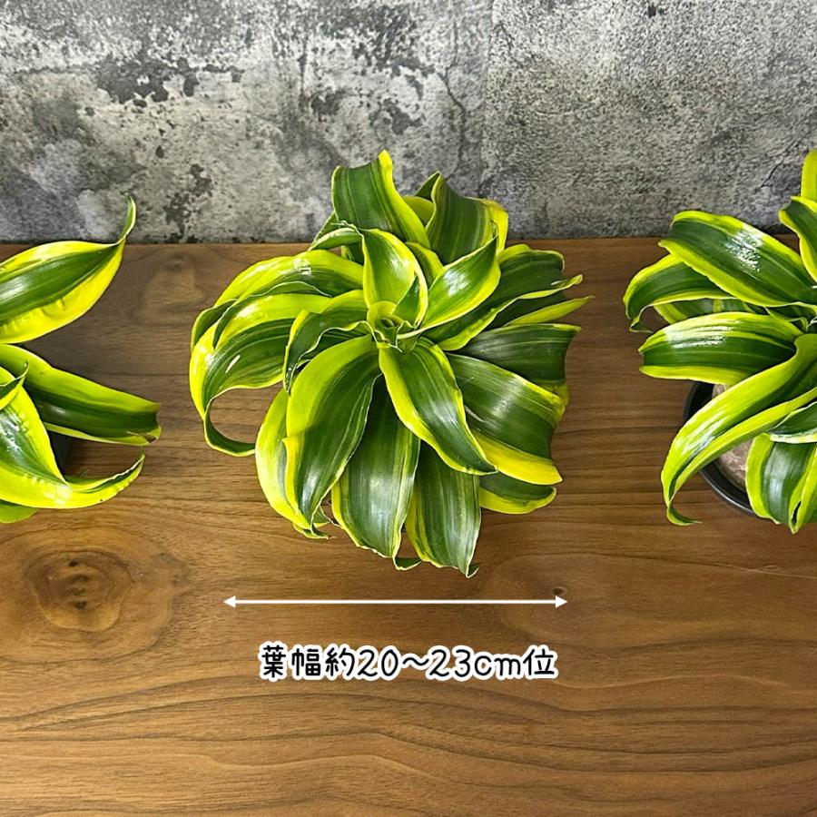 観葉植物 種類 室内 ドラセナ トルネード 3.5号 プラ鉢 鉢皿付