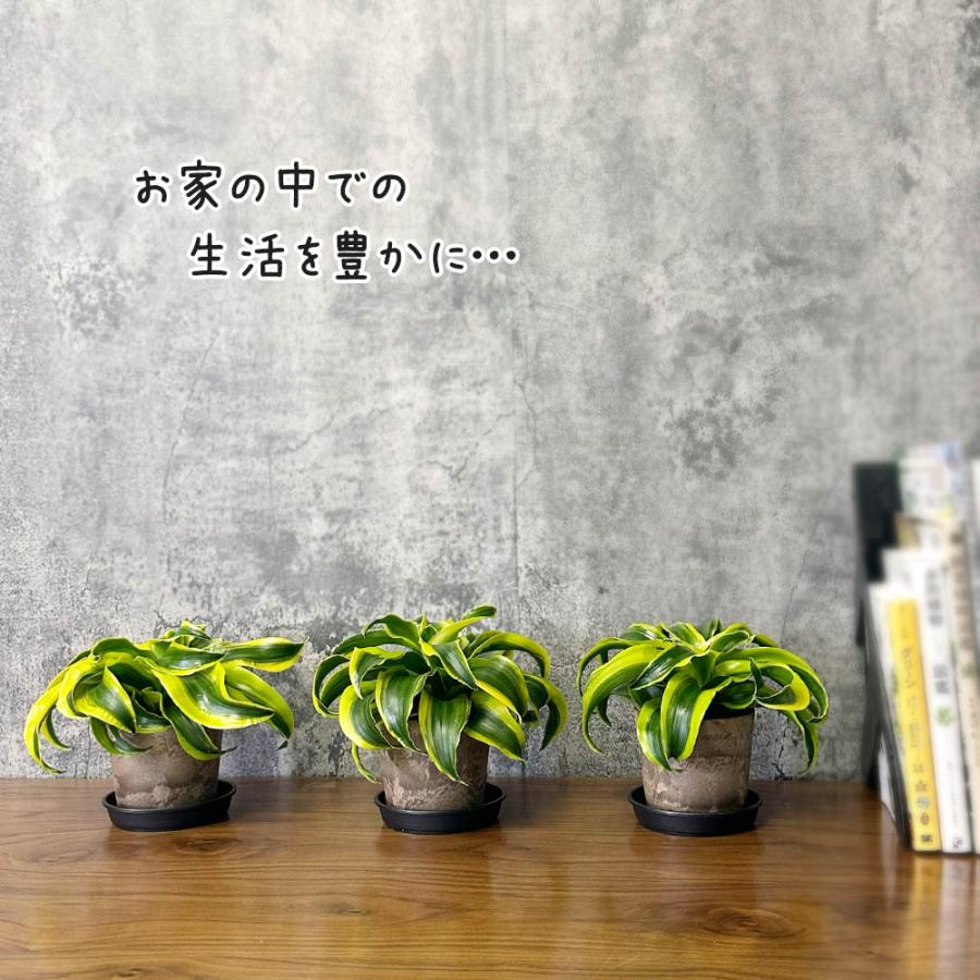 観葉植物 種類 室内 ドラセナ トルネード 3.5号 プラ鉢 鉢皿付
