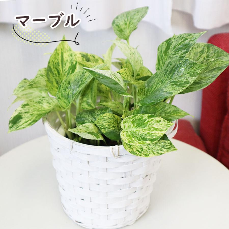 観葉植物 ハートの葉っぱ 種類 室内 ポトス 選べる品種 グリーン