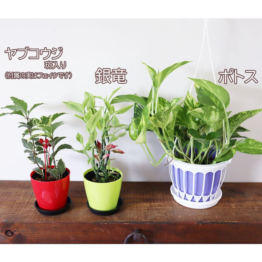 福袋 開運 観葉植物 おしゃれ 風水 種類一覧 3鉢セット 銀竜 ヤブコウジ ポトス 吊り棒付 敬老の日 Ky 165 3 Okabe Green Jewelryplant 通販 Yahoo ショッピング