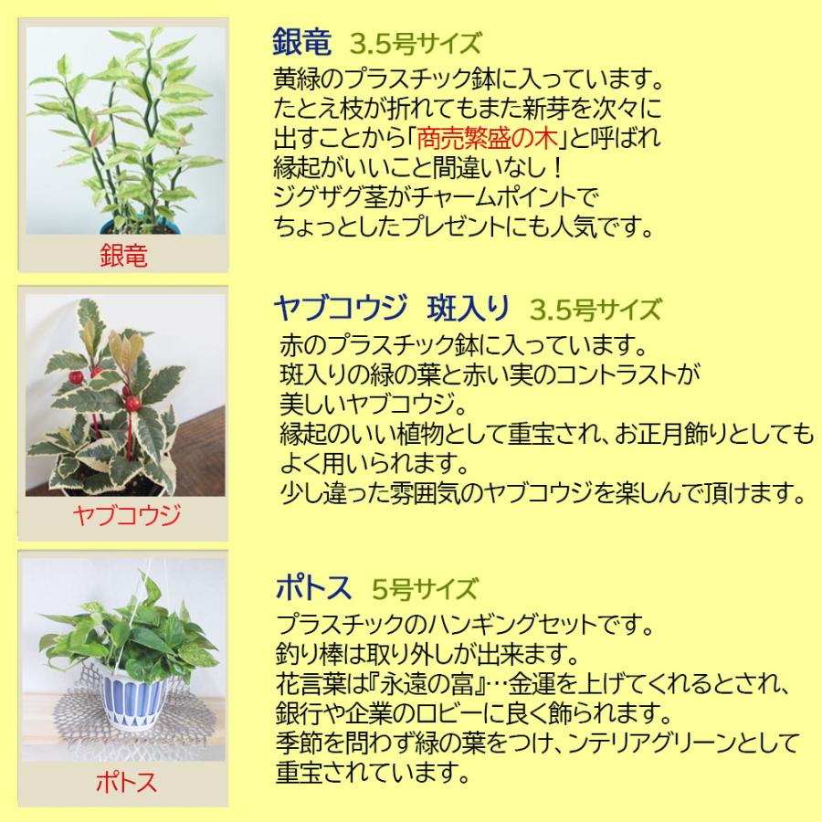 福袋 開運 観葉植物 おしゃれ 風水 種類一覧 3鉢セット 銀竜 ヤブコウジ ポトス 吊り棒付 Ky 165 3 Okabe Green Jewelryplant 通販 Yahoo ショッピング