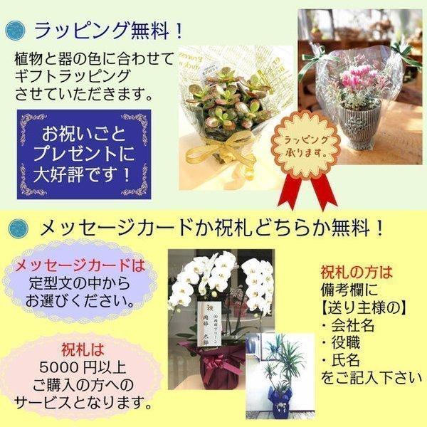 福袋 開運 観葉植物 おしゃれ 風水 種類一覧 3鉢セット 銀竜 多肉植物 寄せ植え ディフェンバキア Ky 165 3 Okabe Green Jewery Plant 通販 Yahoo ショッピング