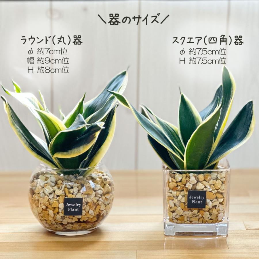 ハイドロカルチャー サンスベリア 観葉植物 土なし おしゃれ ベージュ