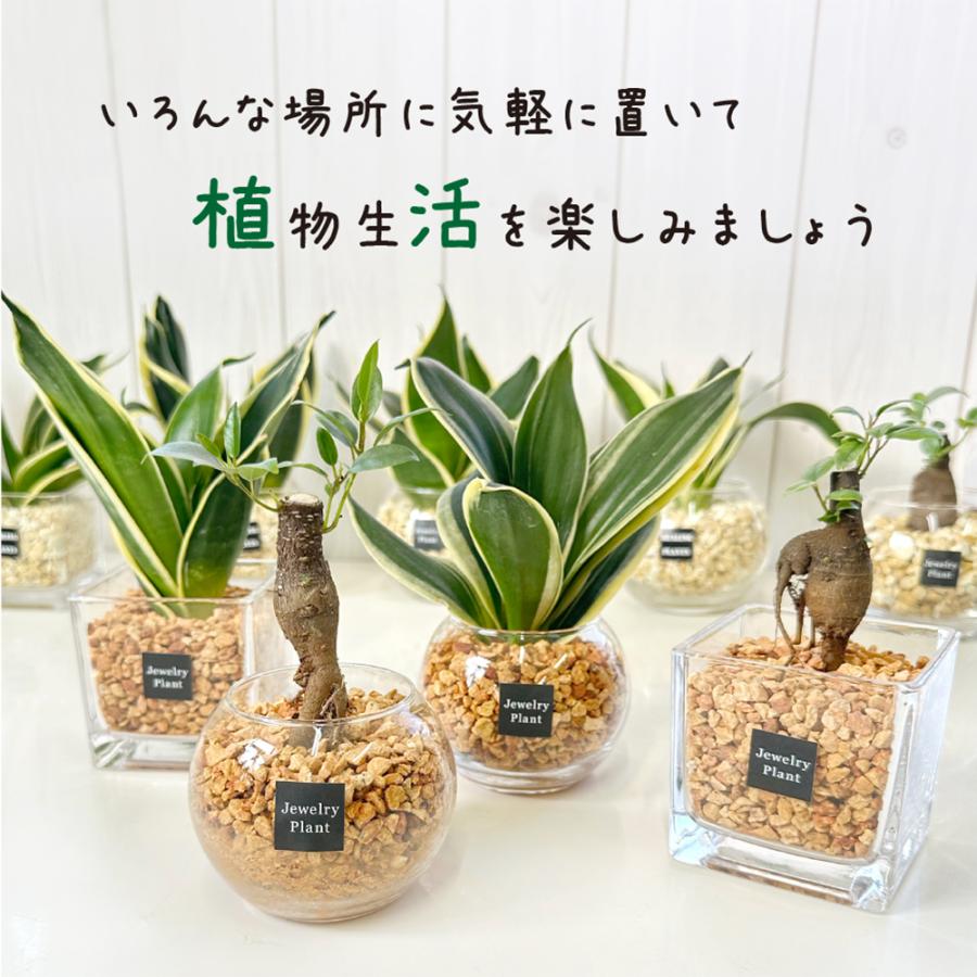 ハイドロカルチャー サンスベリア 観葉植物 土なし おしゃれ ベージュ