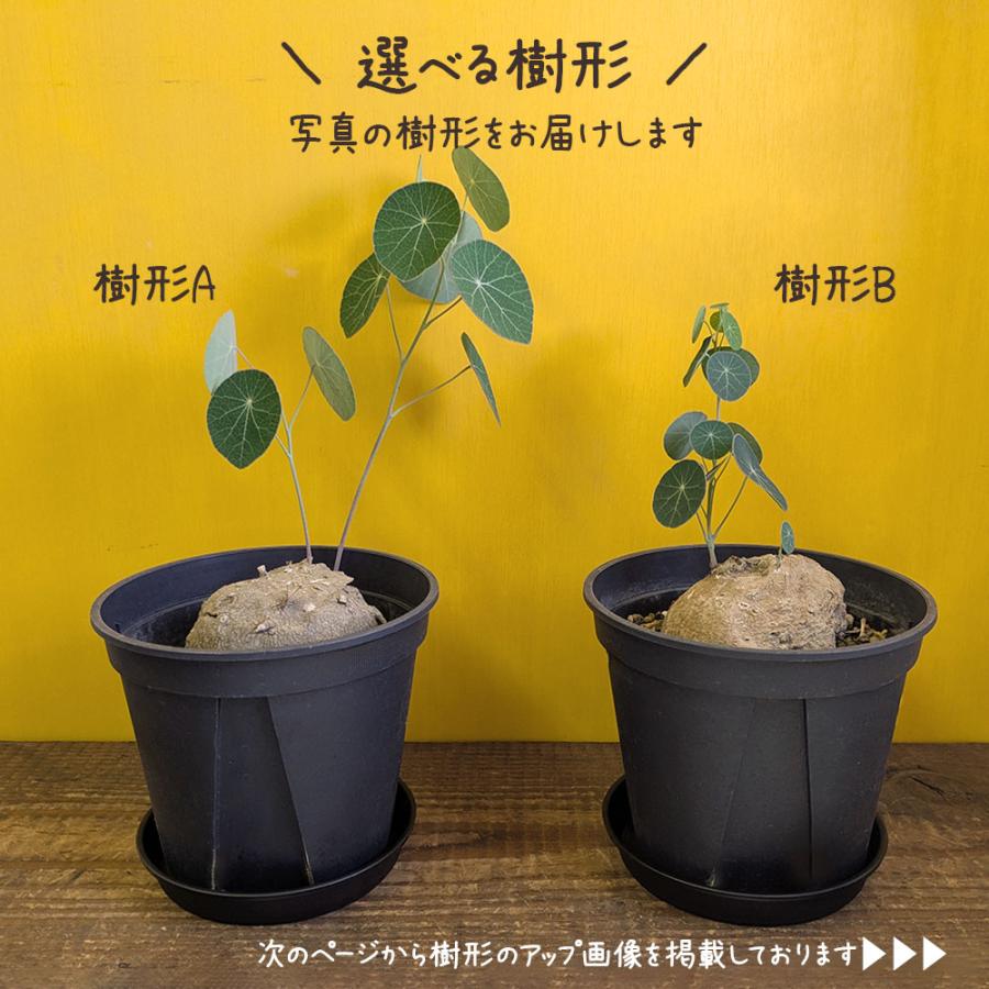 希少品種 観葉植物 ステファニア エレクタ 選べる樹形 現品 5号 黒
