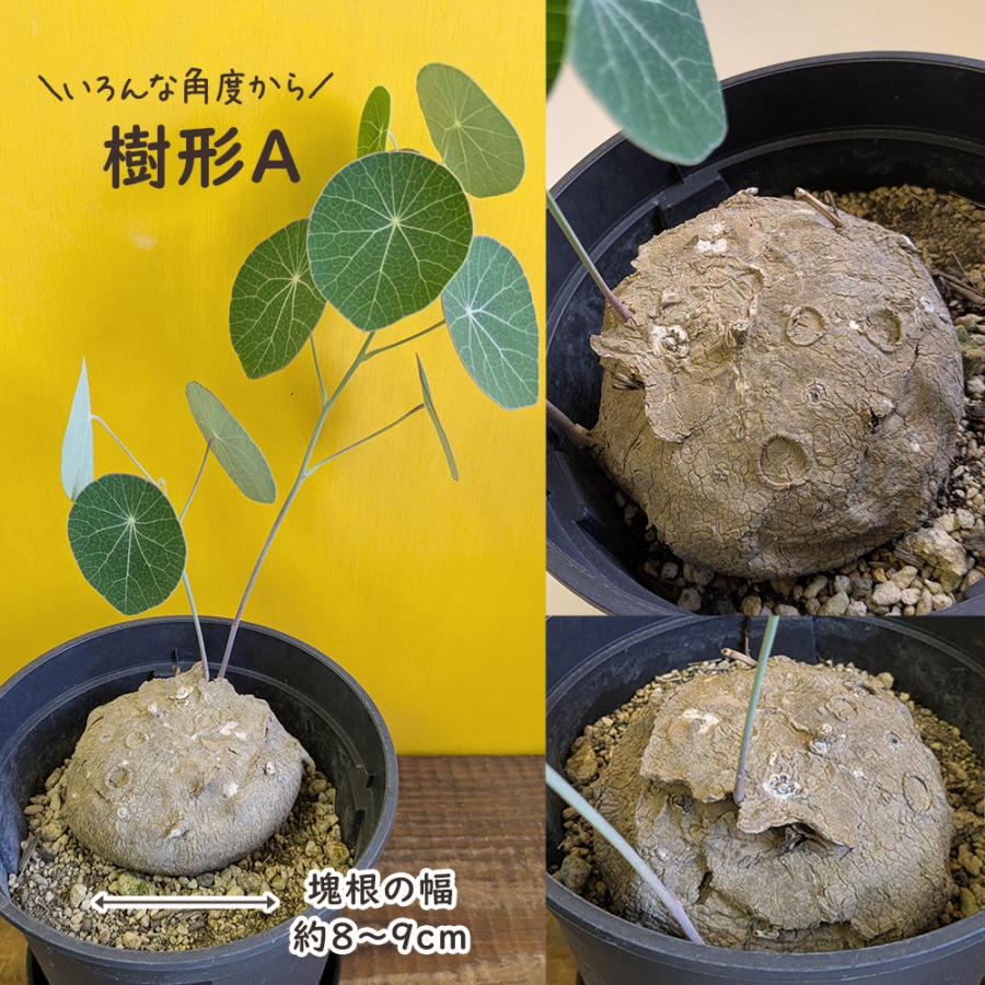 希少品種 観葉植物 ステファニア エレクタ 選べる樹形 現品 5号 黒