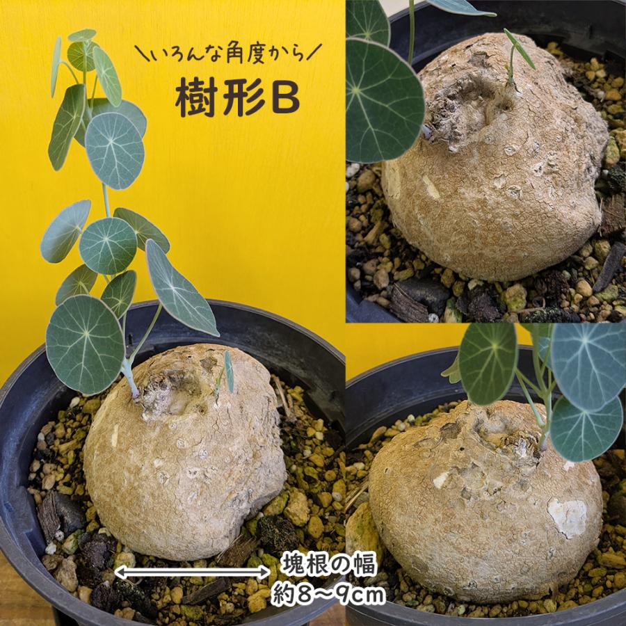 希少品種 観葉植物 ステファニア エレクタ 選べる樹形 現品 5号 黒