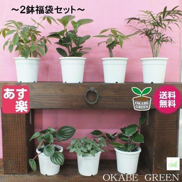 福袋 観葉植物 おしゃれ 風水 種類一覧 4号 選べる2点 ホンコンカポック ペペロミア パキラ テーブルヤシ ペペロミアアルギレイア フィットニア Ky 190 1 Okabe Green Jewelryplant 通販 Yahoo ショッピング