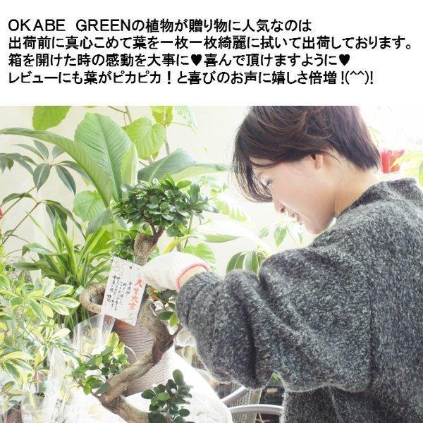 福袋 観葉植物 おしゃれ 風水 種類一覧 4号 選べる2点 ホンコンカポック ペペロミア パキラ テーブルヤシ ペペロミアアルギレイア フィットニア お中元 敬老の日 Ky 190 1 Okabe Green Jewery Plant 通販 Yahoo ショッピング