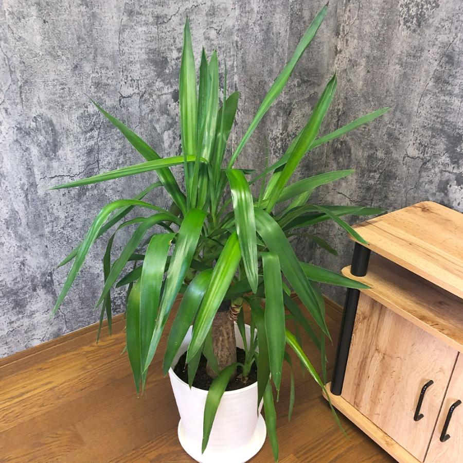 観葉植物 おしゃれ 大型 本物 ユッカ マヤツリー 8号 白セラアート鉢