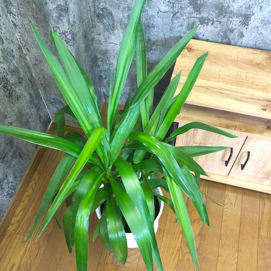 観葉植物 おしゃれ 大型 本物 ユッカ マヤツリー 8号 白セラアート鉢