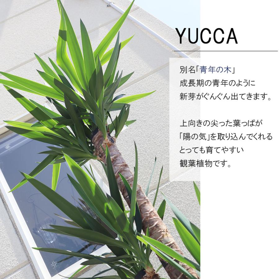 ユッカ 白閃光 大株 約140cm ユッカ プレミアムホワイト Yucca elephantipes 'Premium White