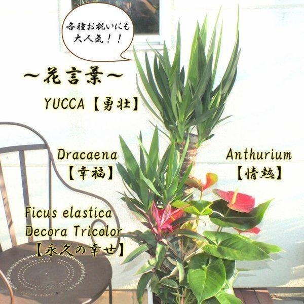 敬老の日 ユッカ アンスリウム サンデリアーナ ゴムの木 寄せ植え 白の陶器鉢8号 観葉植物 おしゃれ お祝い プレゼント ギフト 風水 種類一覧 Ky 228 Okabe Green Jewery Plant 通販 Yahoo ショッピング