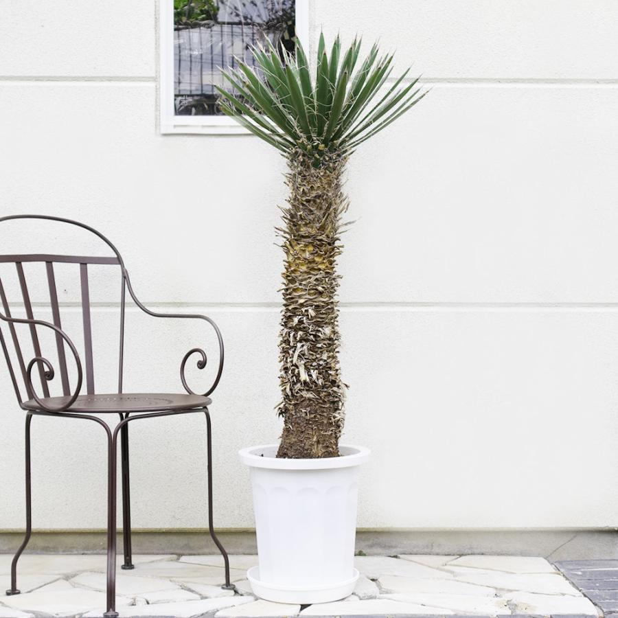観葉植物 おしゃれ 大型 本物 屋外 ユッカ フィリフェラ 10号 現品