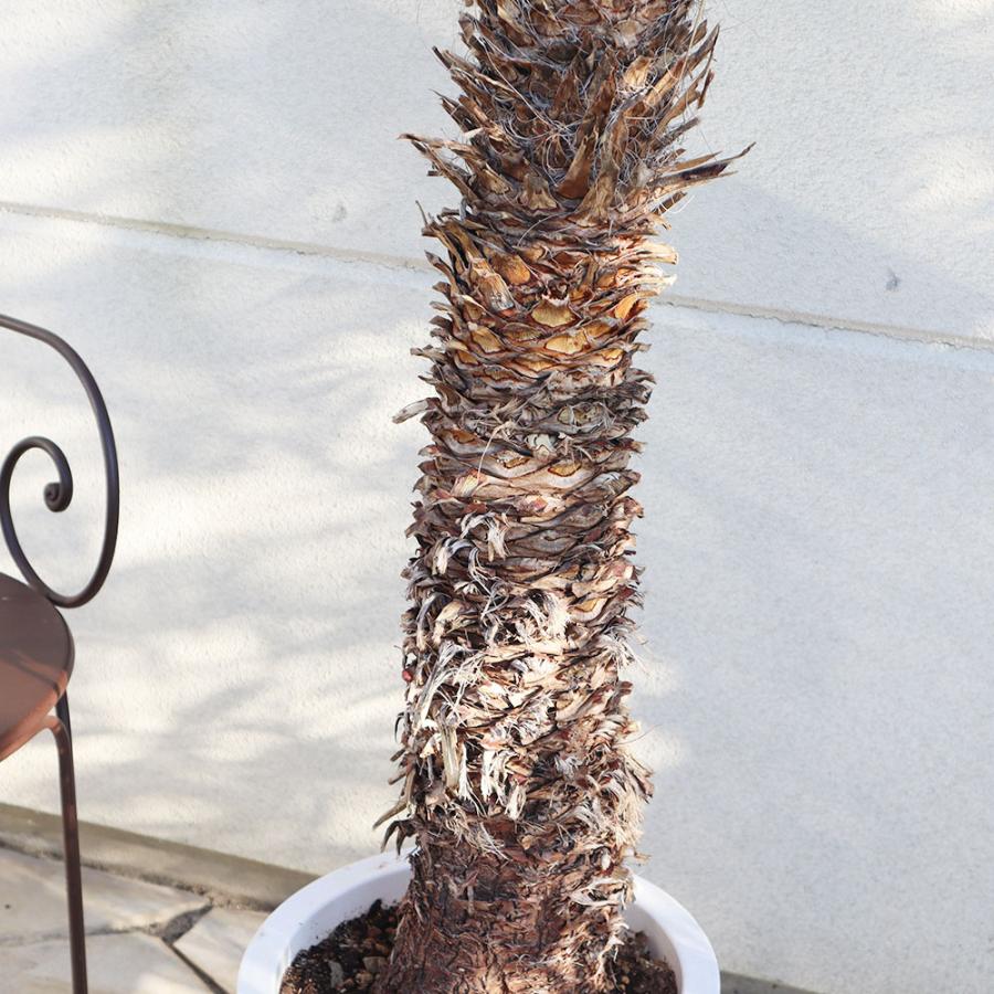 観葉植物 おしゃれ 大型 本物 屋外 ユッカ フィリフェラ 10号 現品