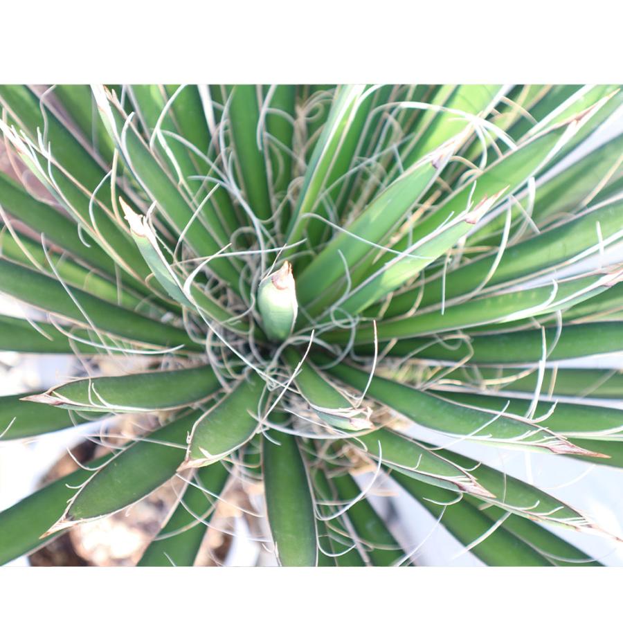 観葉植物 おしゃれ 大型 本物 屋外 ユッカ フィリフェラ 10号 現品