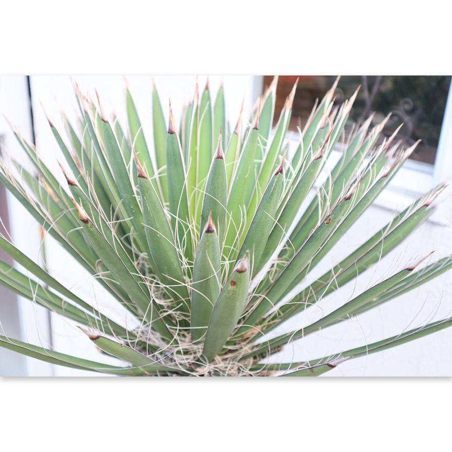 観葉植物 おしゃれ 大型 本物 屋外 ユッカ フィリフェラ 10号 観葉植物 おしゃれ 大型 本物 屋外 ユッカ フィリフェラ 10号