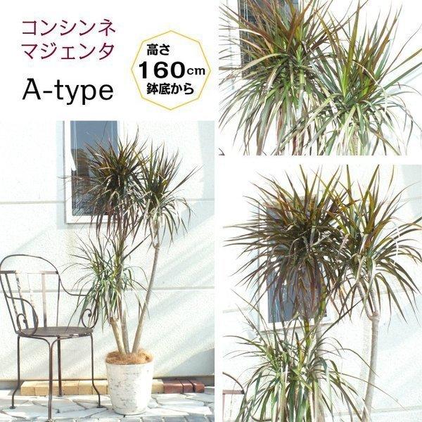 ドラセナ コンシンネ マジェンタ レインボー 白鉢カバー 観葉植物 おしゃれ お祝い プレゼント ギフト 風水 種類一覧 インテリア 敬老の日 Ky 24 2 Okabe Green Jewelryplant 通販 Yahoo ショッピング